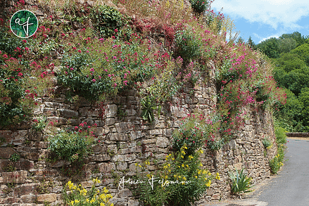 Centranthes sur un mur à Calmont en Aveyron