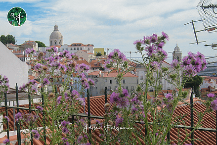 Chardons dans les rues de Lisbonne au Portugal