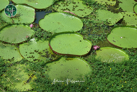 Nénuphar géant dans l'Amazonie brésilienne
