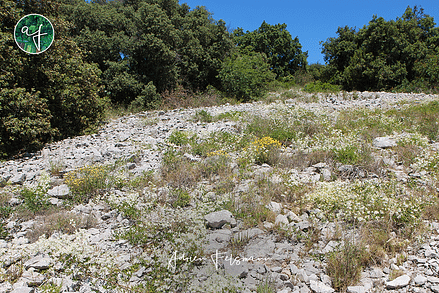 Garrigue méditerranéenne au Bois de Lecque