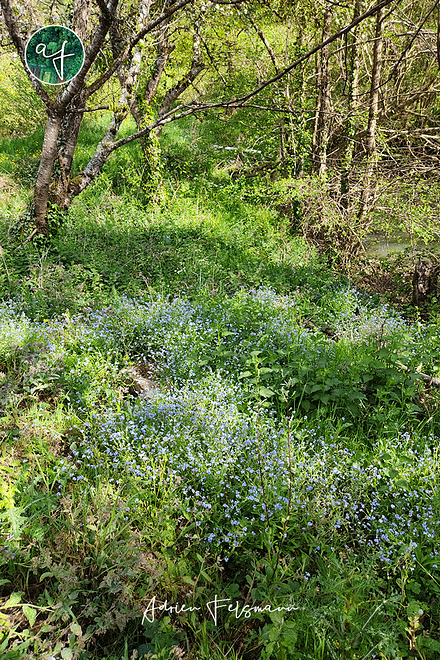 Ecosystème de sous-bois dans l'Aveyron