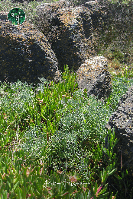 Écosystème naturel à Cascais au Portugal