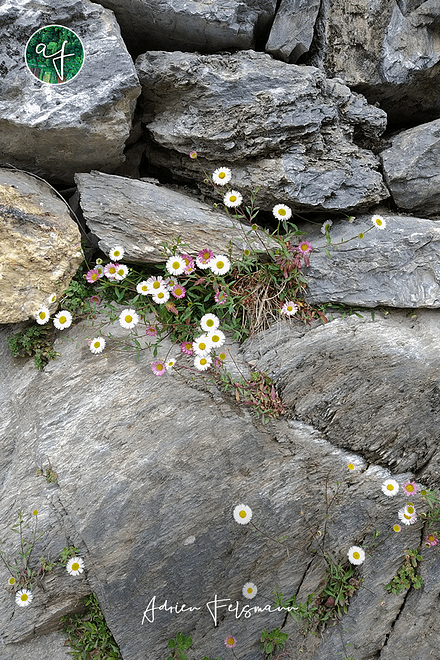 Erigeron dans un enrochement