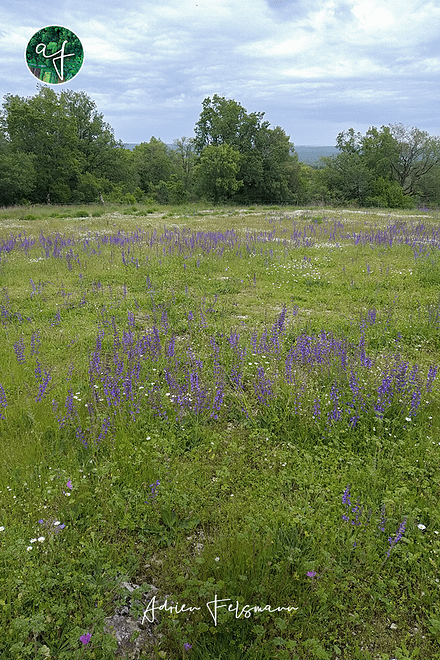 Sauge des prés dans une prairie naturelle