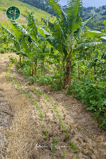 Maraîchage en agriculture syntropique