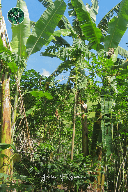 Strates de la forêt nourricière en agriculture syntropique
