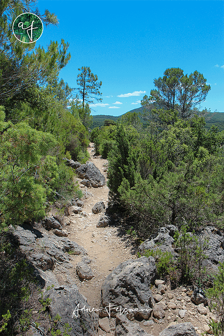 Garrigue méditerranéenne