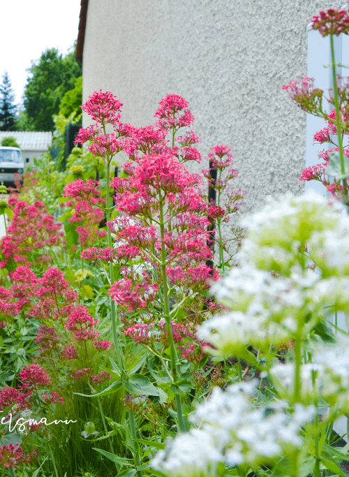 Centranthes dans un jardin de ville