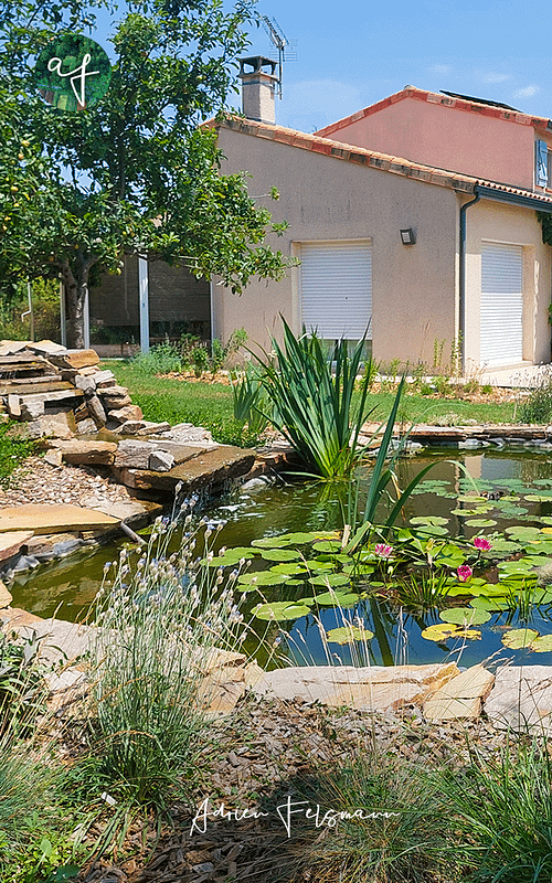 Bassin naturel, mare de biodiversité au jardin naturel