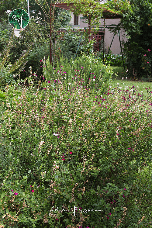 Jeu de feuillages dans un massif fleuri