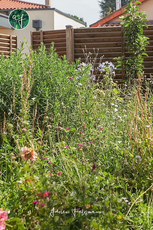 Massif naturel de plantes sauvages et horticoles