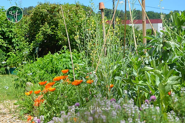 Associations de fleurs au potager dans un jardin de ville