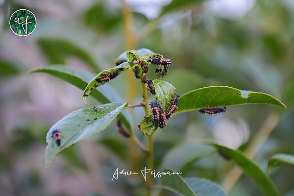 Larves de coccinelles sur un cerisier nain
