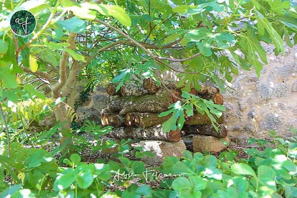 Culture de champignons comestibles en permaculture