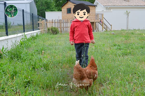 Les poules au jardin nourricier familial