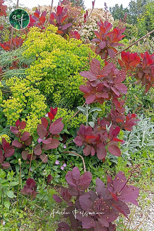 Euphorbe et cotinus pourpre dans un jardin urbain naturel