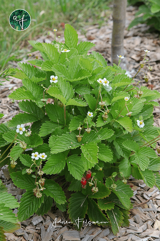 Fraisier en strate basse dans le jardin-forêt