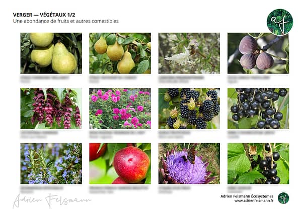 Palette végétale des fruitiers du jardin nourricier