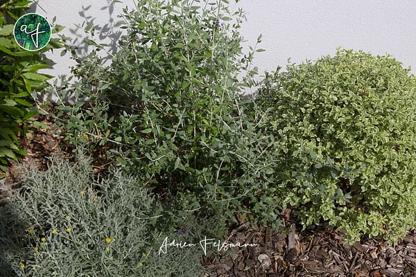 Plantes à port boule santoline et germandrée
