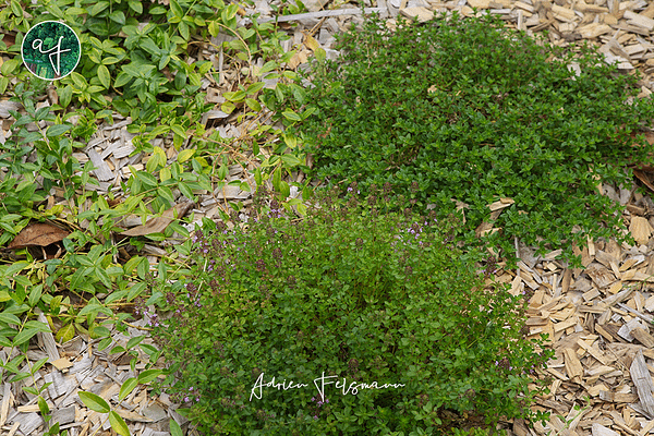 Thym et pervenche en couvre-sol au jardin naturel