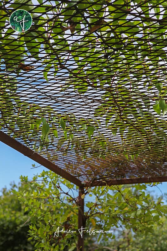 Arche de jardin en fer forgé