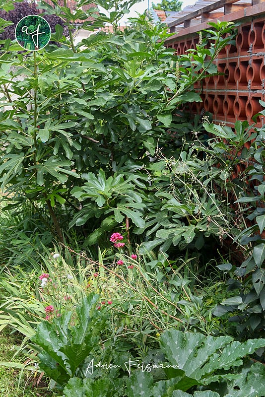 Guilde nourricière avec figuier et courgettes