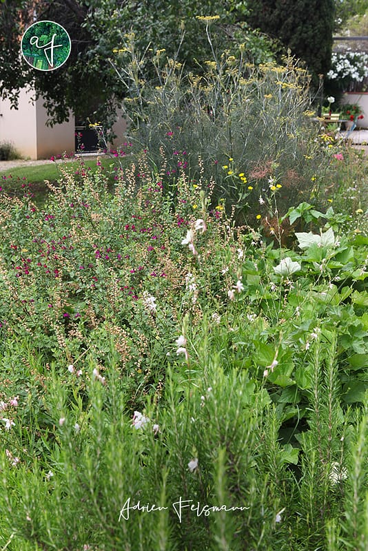 Jeu de feuillages de vivaces au jardin naturaliste