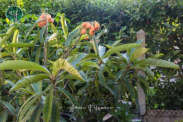 Néflier du japon dans un petit jardin nourricier
