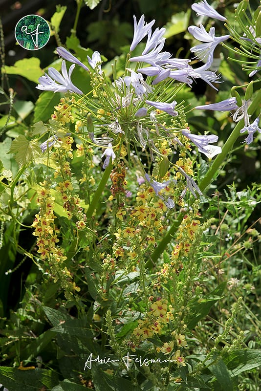 Jardin sec avec molènes et agapanthes