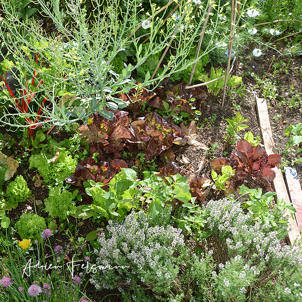 Associations de légumes au potager dans un jardin de ville