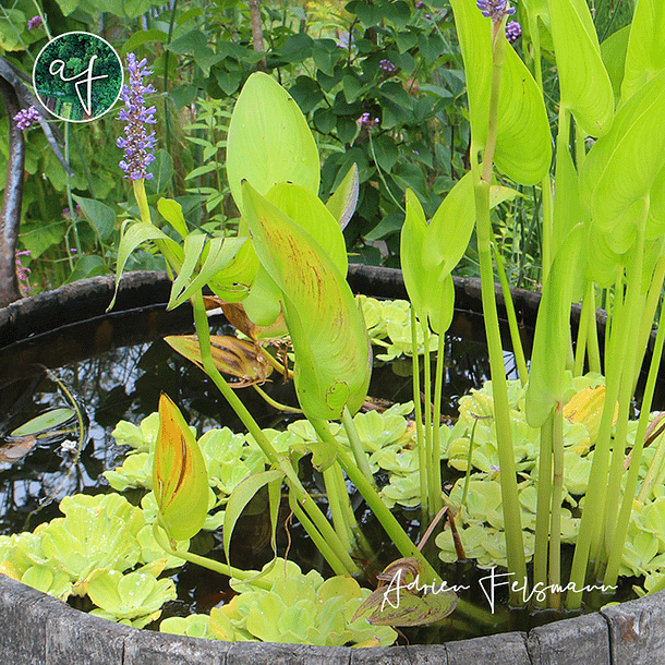 Bassin aquatique dans une comporte en bois