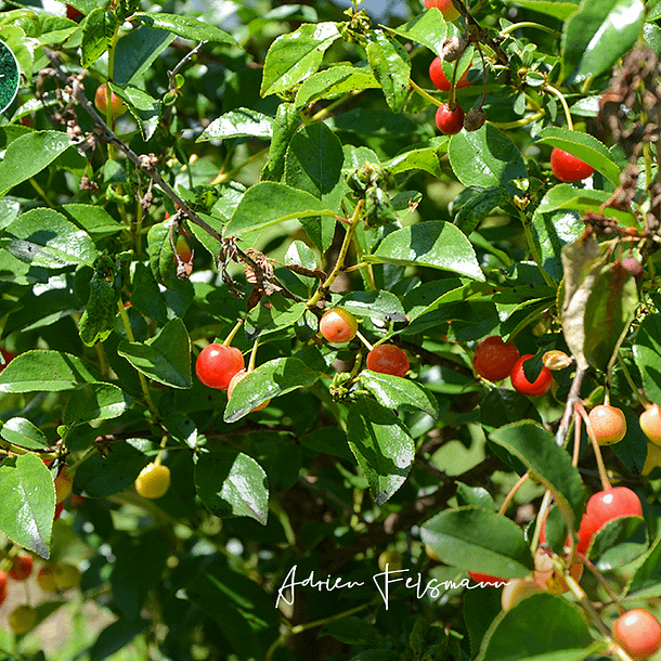 Cerisier nain avec ses fruits