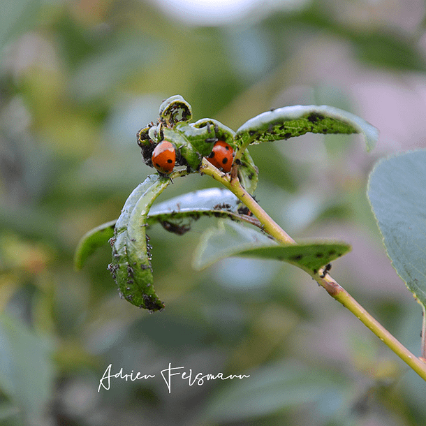 Coccinelles sur un cerisier nain