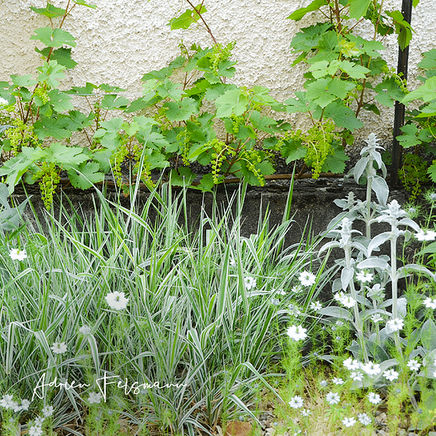 Vigne palissée et fleurs dans un jardin de ville