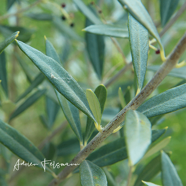 Feuillage d'olivier