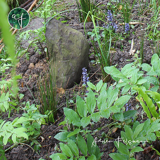 Plantes sauvages de terrain humide