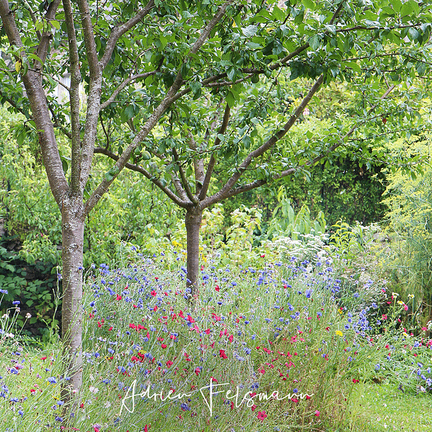 Prairie fleurie pour les oiseaux