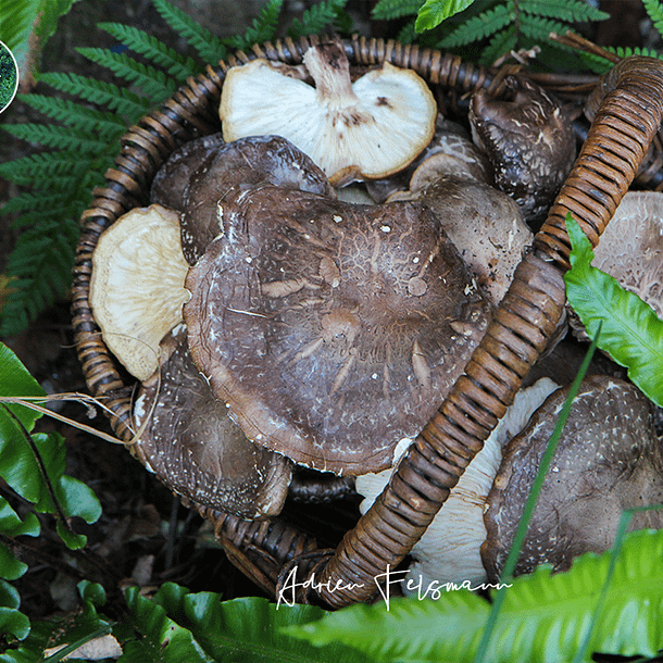 Récolte de champignons au jardin nourricier