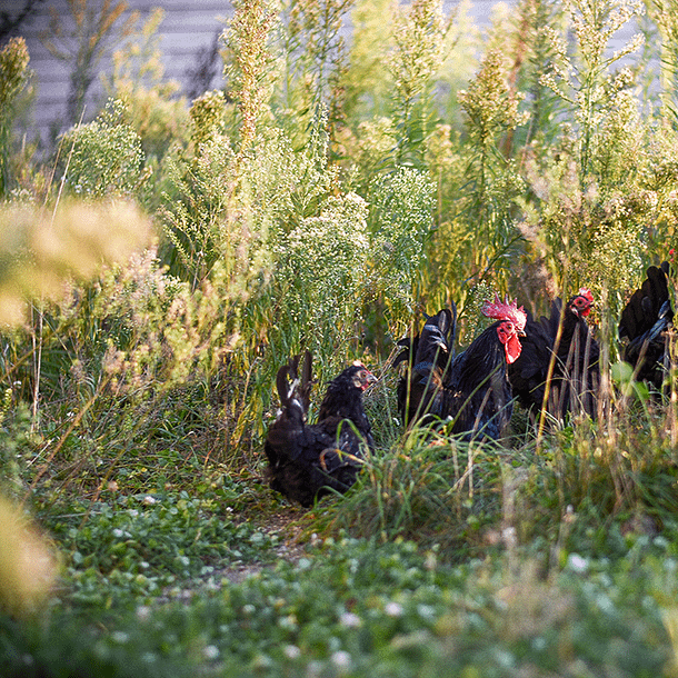 Poules dans une prairie naturelle