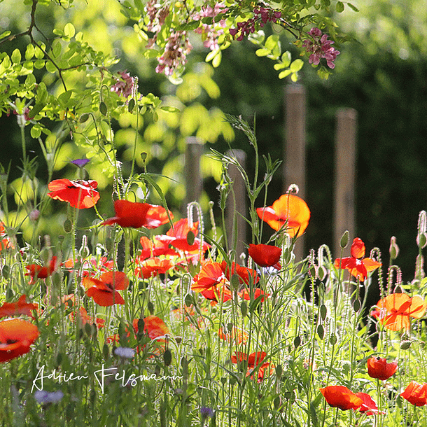 Prairie de coquelicots dans un jardin écologique