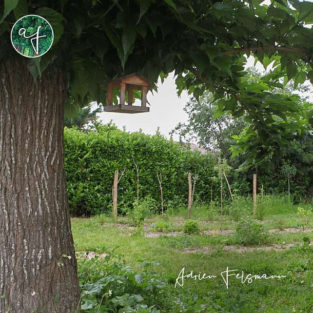 Nichoir dans un mûrier devant le verger agroforestier
