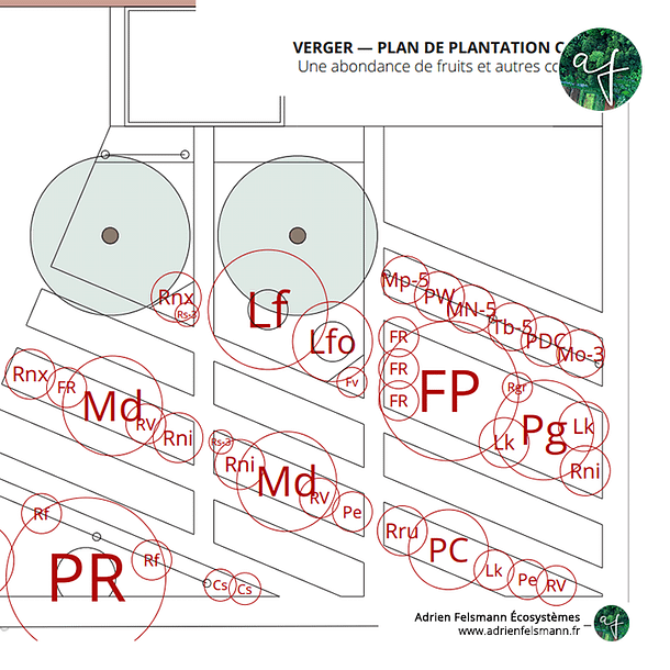 Plan de plantation du jardin inspiré par l'agroforesterie