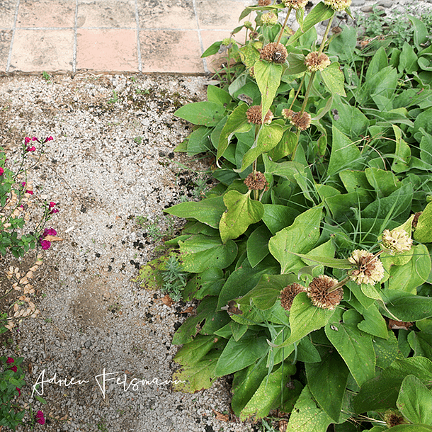 Conception paysagère d'un cheminement fleuri