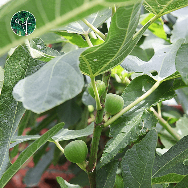 Figues sur un jeune figuier au jardin nourricier