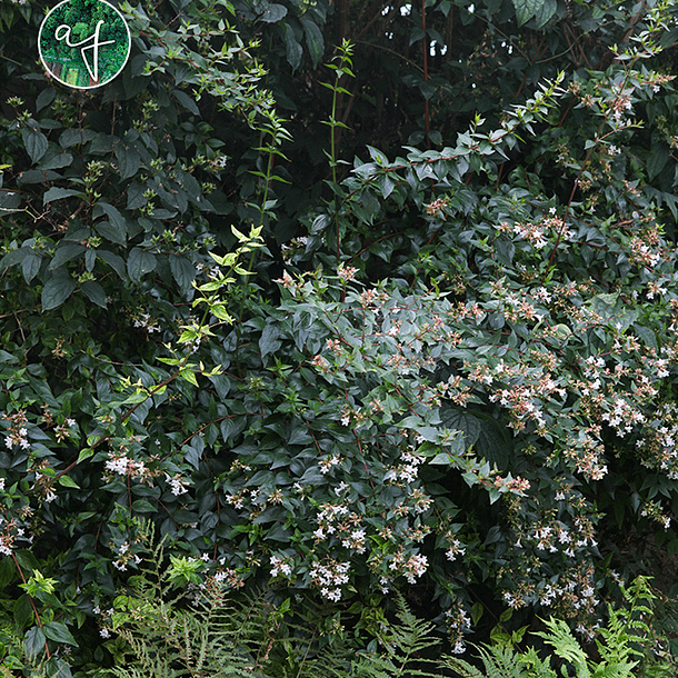 Textures des feuillages d'un massif naturaliste d'ombre avec des fougères
