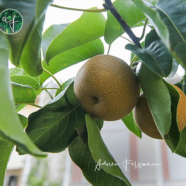 Poire japonaise ou nashi dans un jardin famillial