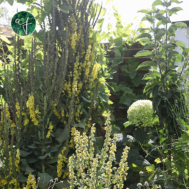 Molène noire et molène d'Olympe en association