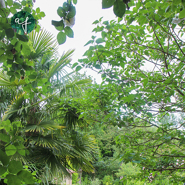 Cour intérieure ombragée effet jungle urbaine