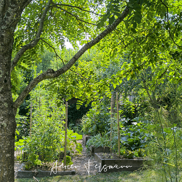 Potager en permaculture avec des arbres fixateurs d'azote