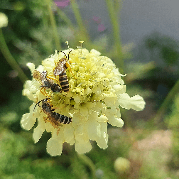 Scabieuse géante couverte d'insectes dans un jardin naturaliste